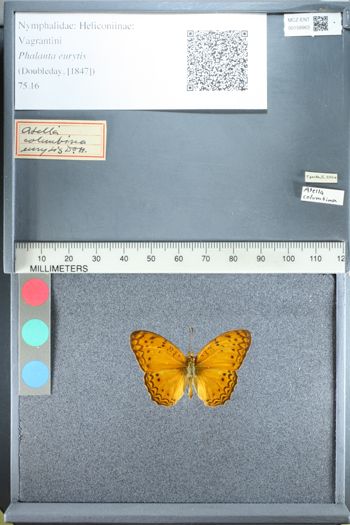 Media type: image;   Entomology 158963